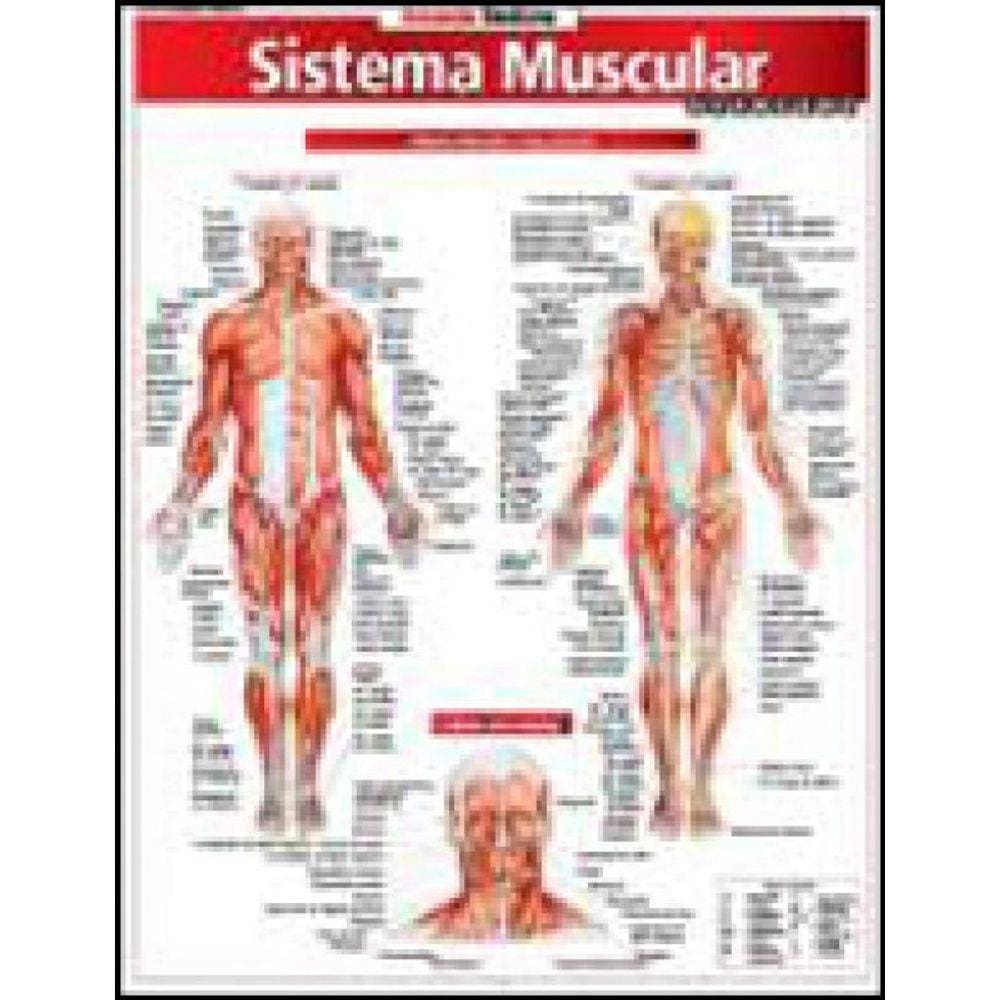 Resumao - Sistema Muscular Avançado