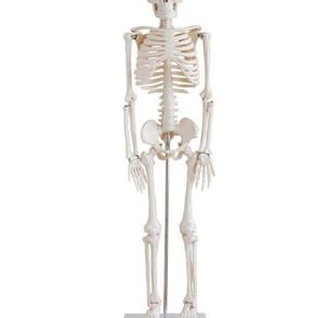 Esqueleto Humano 85 Cm