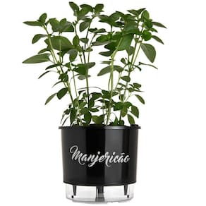Vaso Raiz Auto Irrigável 16X14 Preto Manjericão Anti Dengue