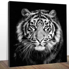 quadro tigre branco casal para decoração 3 peças