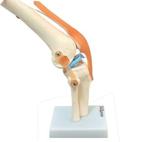 Articulação Do Joelho Com Ligamentos