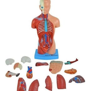 Torso Humano 28Cm Altura Assexuado Em 14 Partes Anatomia