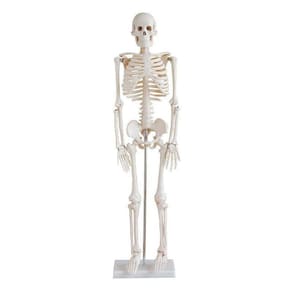 Esqueleto Humano Padrão Articulado 85Cm De Altura