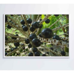 Quadro Açaí 60x40 Cm Adesivo Fotográfico