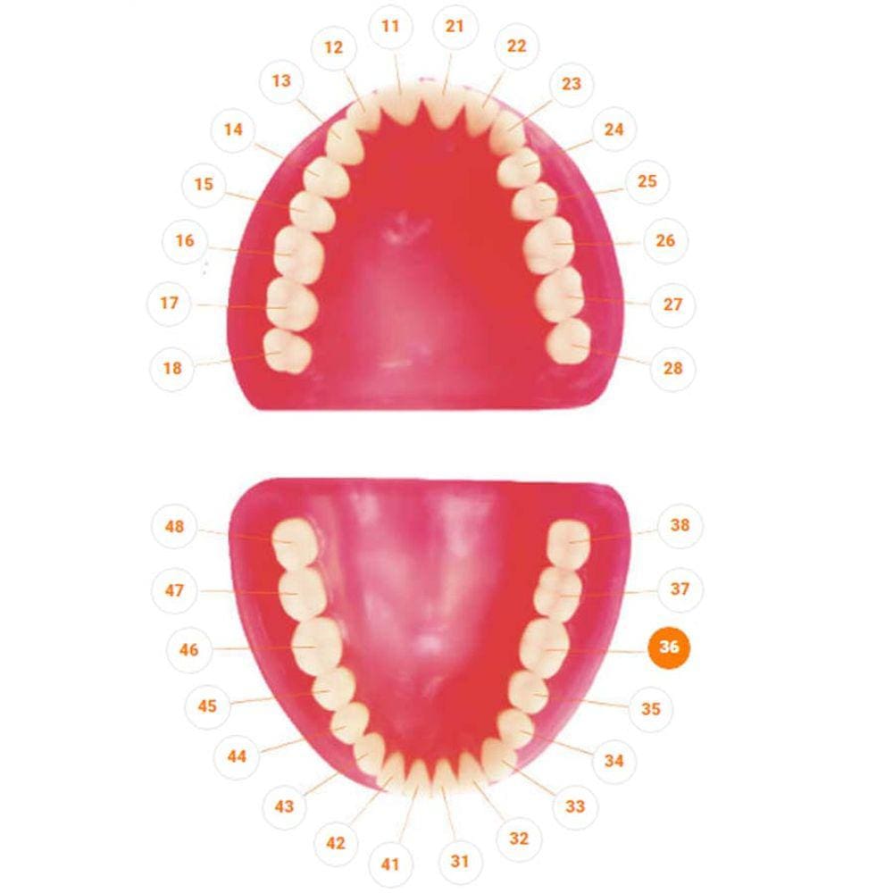 Qual o dente 36 pontofrio