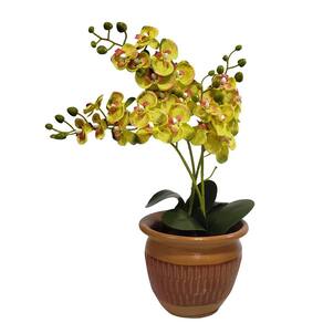 Arranjo De Flores Orquídeas Amarelo No Vaso