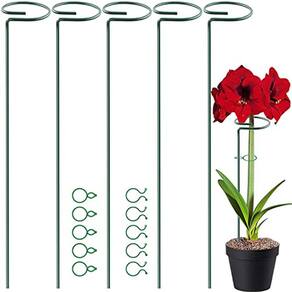 Plantas amaryllis | Ponto