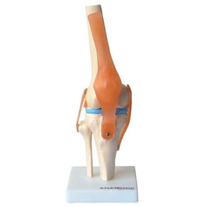 Articulação Do Joelho Com Ligamentos