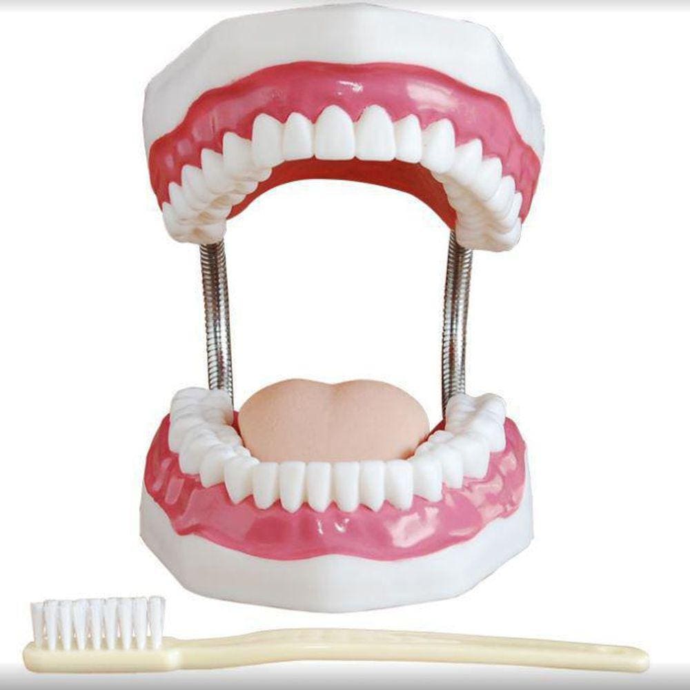 Arcada Dentaria Com Escova De Dente Gigante