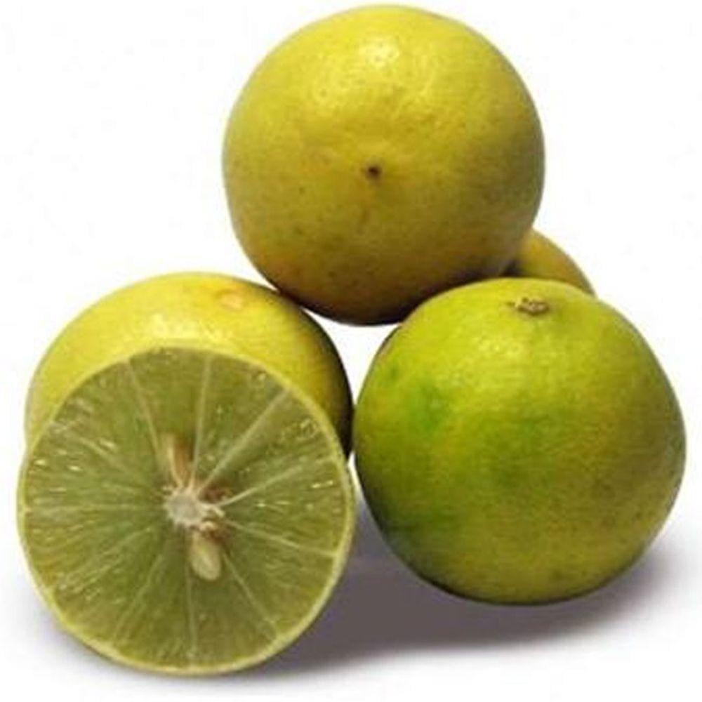 Muda Limão Galego 90cm