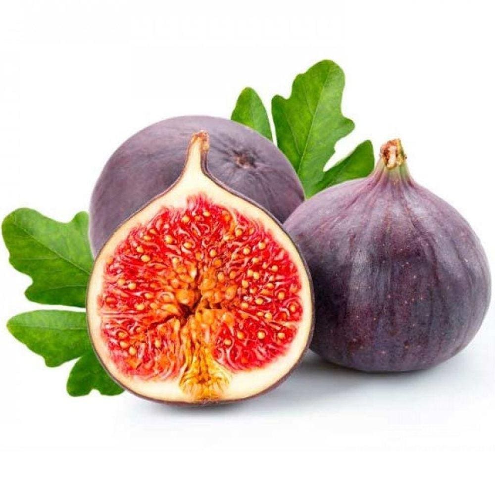 Muda Figo Roxo 90cm