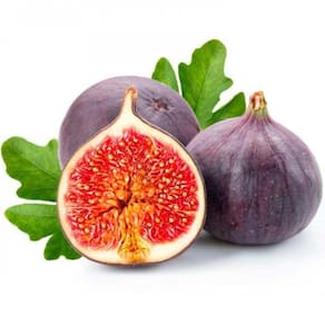 Muda Figo Roxo 90cm