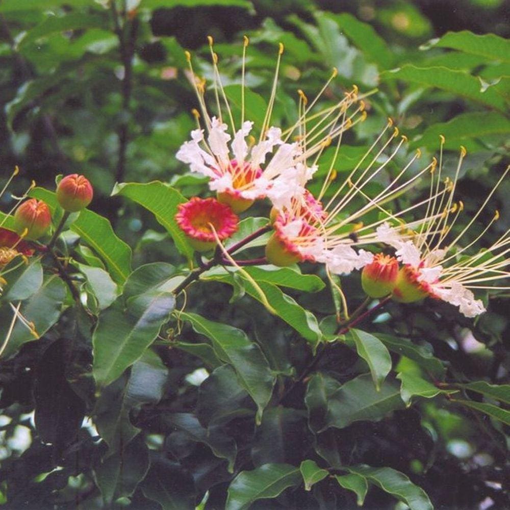 Muda Árvore Nativa Dedaleiro 90cm