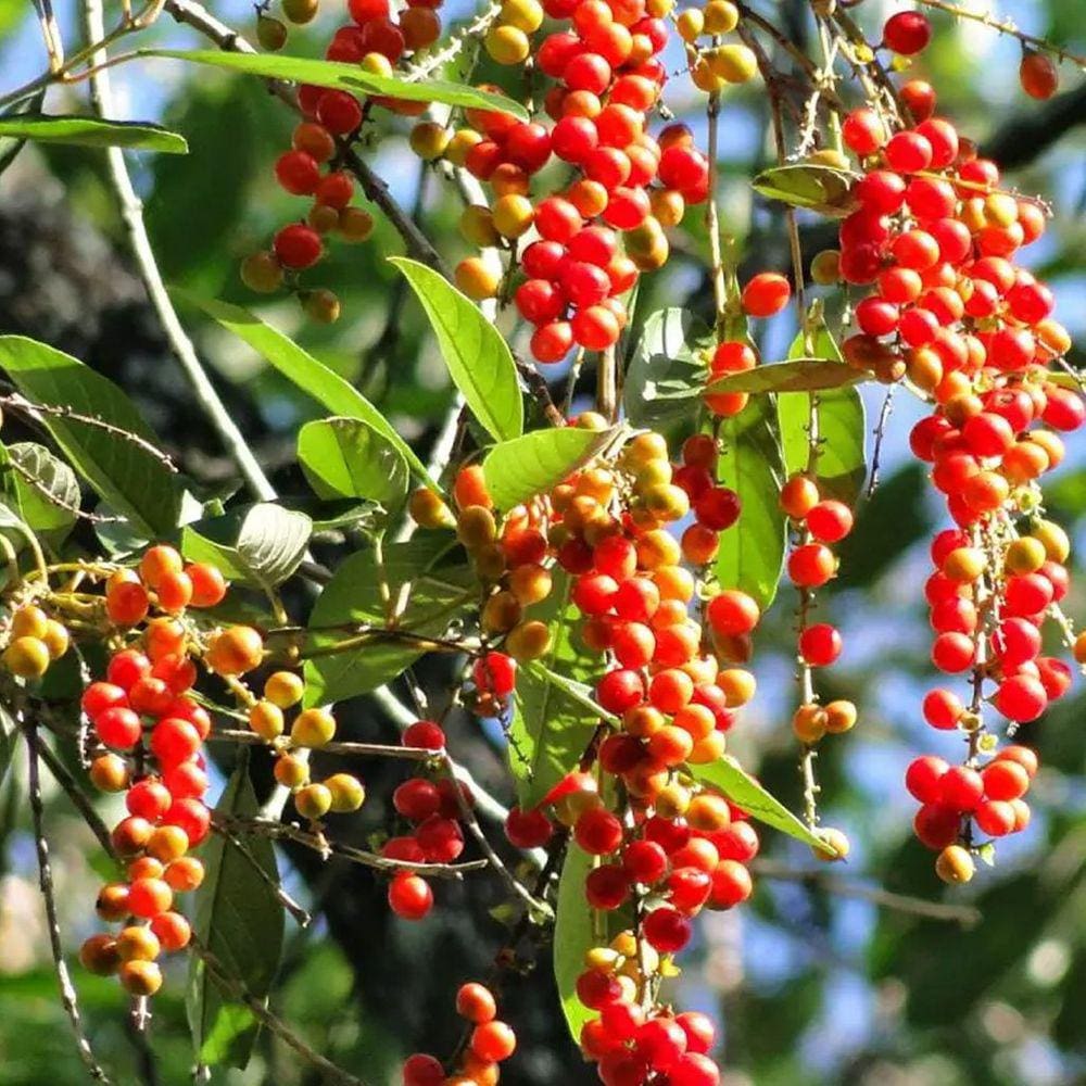 Muda Árvore Nativa Tucaneira 90cm