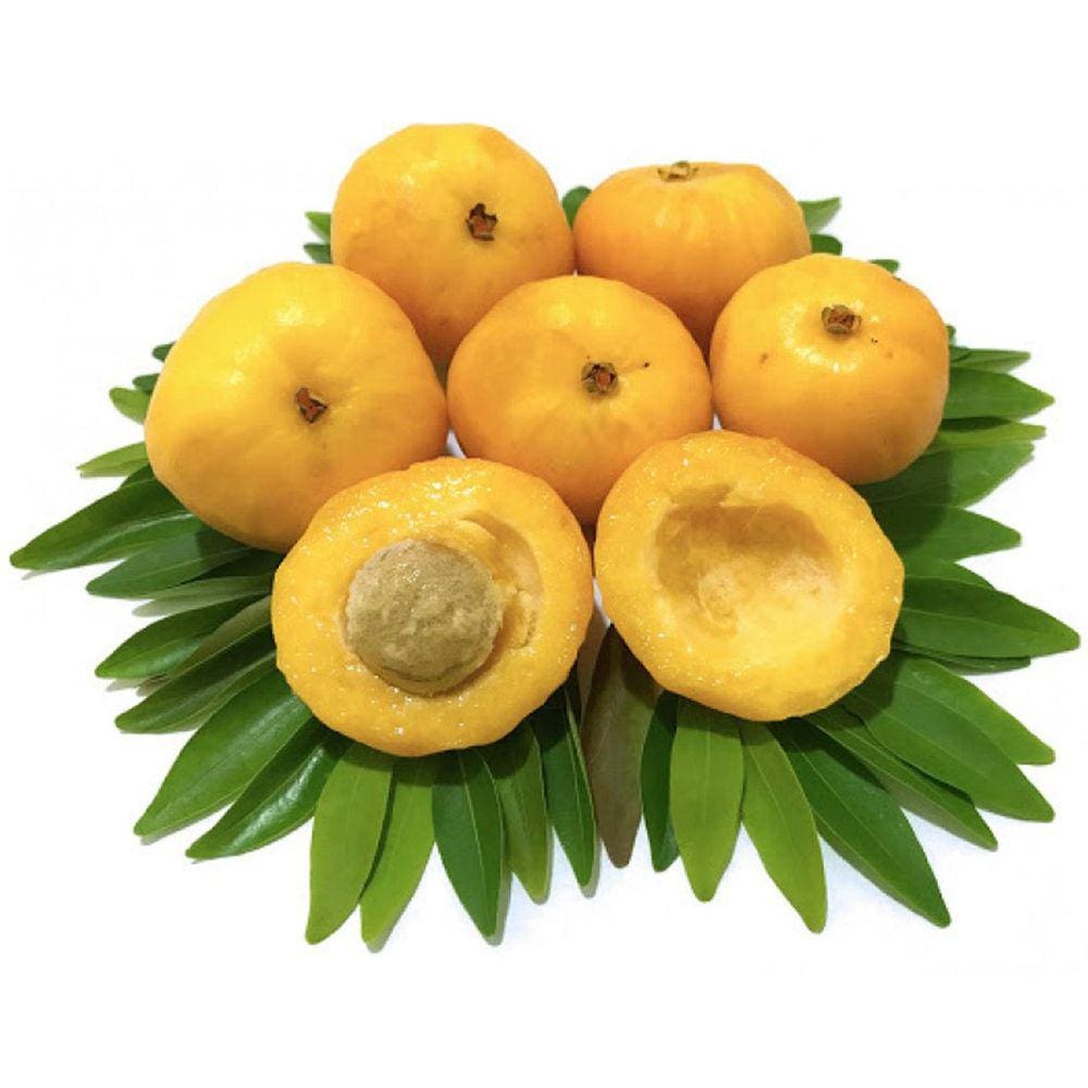 Muda Uvaia 90cm