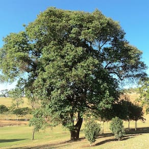 Muda Árvore Nativa Açoita Cavalo 90cm