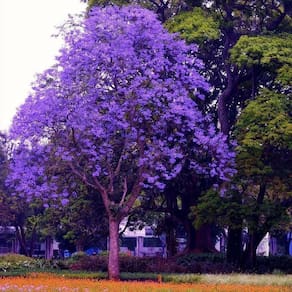 Muda Árvore Nativa Ipê Roxo 90cm
