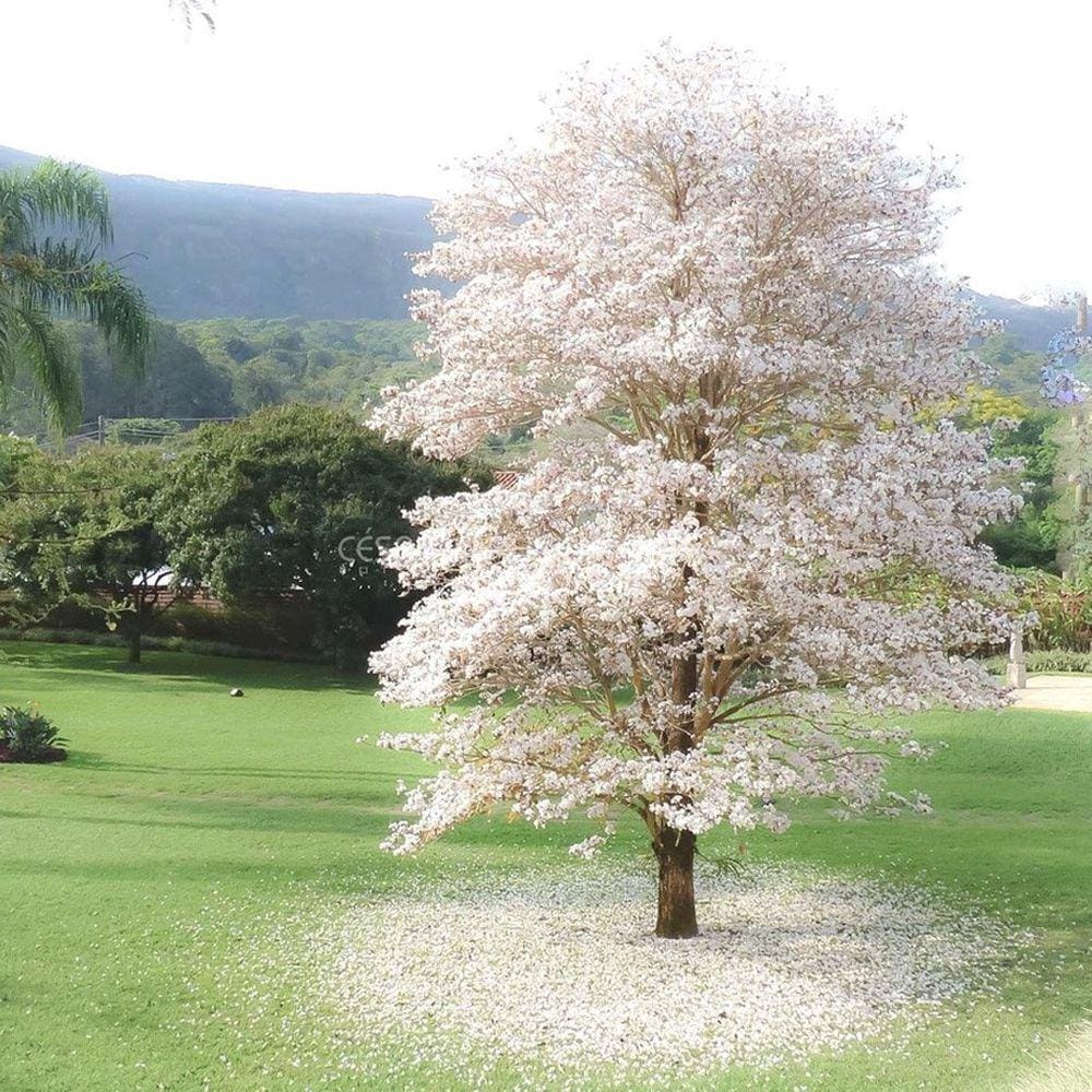 Muda Árvore Nativa Ipê Branco 90cm