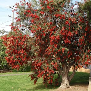 Muda Árvore Nativa Callistemon Imperial 90cm