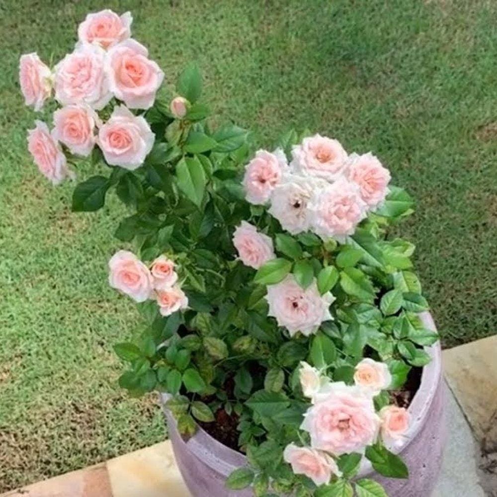 Muda Mini Rosa Trepadeira