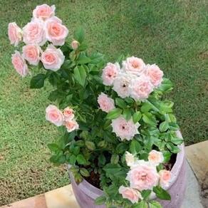 Muda Mini Rosa Trepadeira