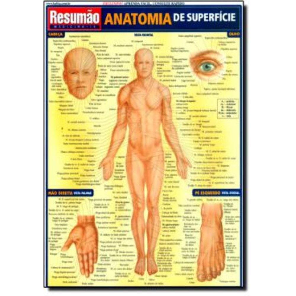 Anatomia Superficial