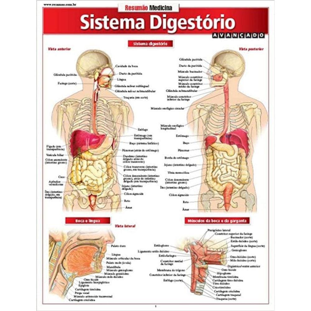 Sistema Digestorio Avancado