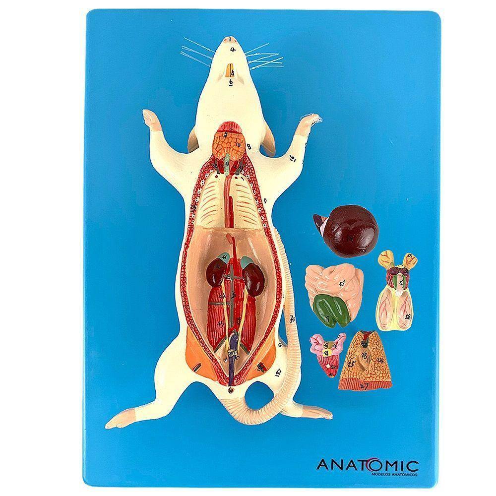 Anatomia Do Rato, Em Placa