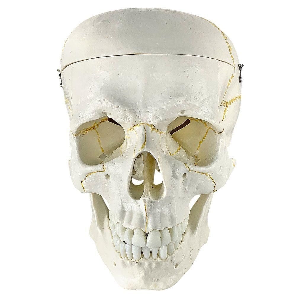 Crânio Humano, Em 5 Partes