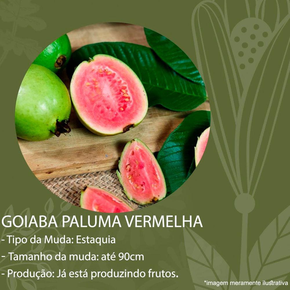 Muda Goiaba Paluma Vermelha