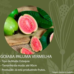 Muda Goiaba Paluma Vermelha