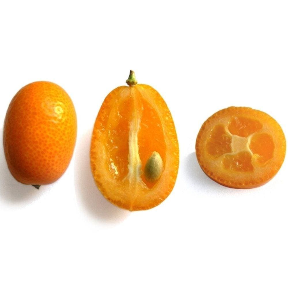 Muda Xinxin Doce