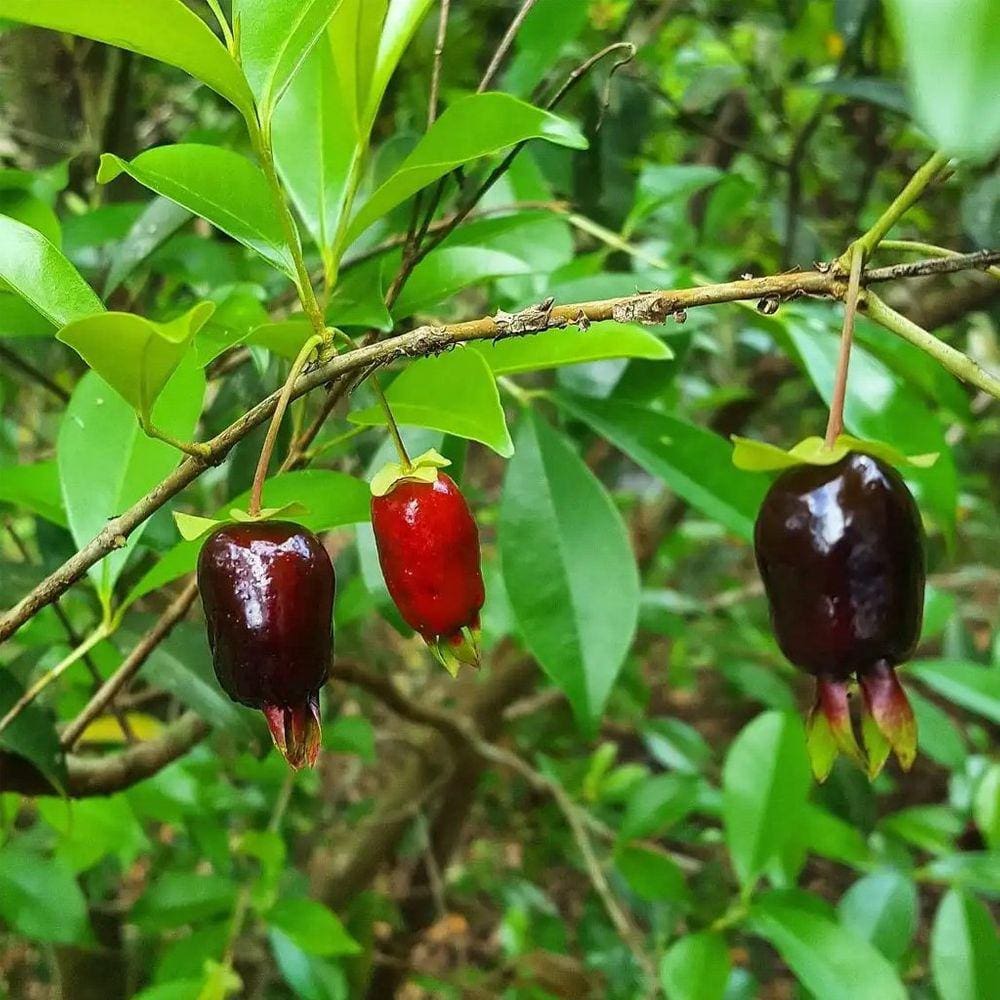 Muda Árvore Nativa Cereja Rio Grandense