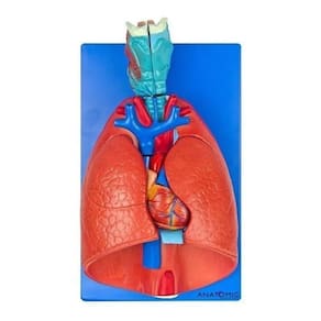 Sistema Respiratório E Cardiovascular 7 Partes