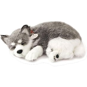 Perfect Petzzz  filhotes  Cachorro Husky Siberiano Imex