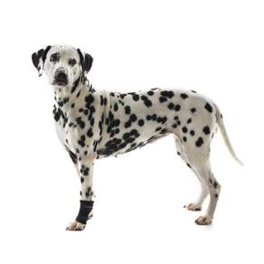 Protetor De Carpo Pet Para Cachorro Pet Kruuse Rehab Tam Gg