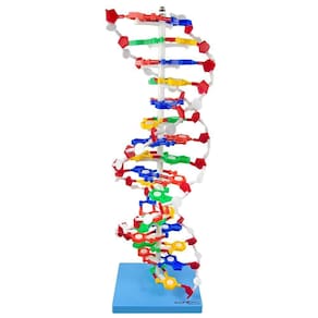 Dupla Hélice De Dna Com 60 Cm