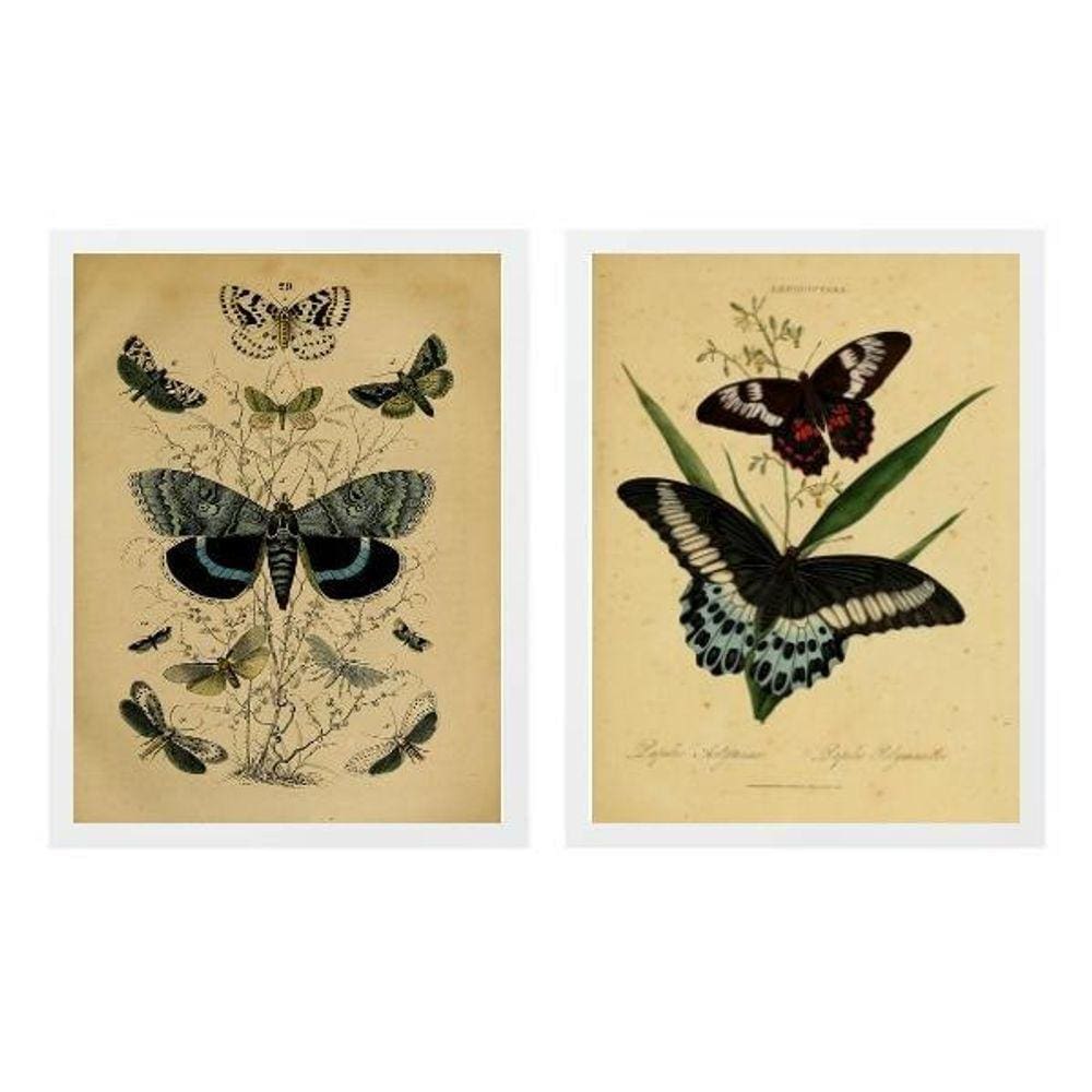 Kit 2 Quadros Borboletas Retrô 33X24Cm