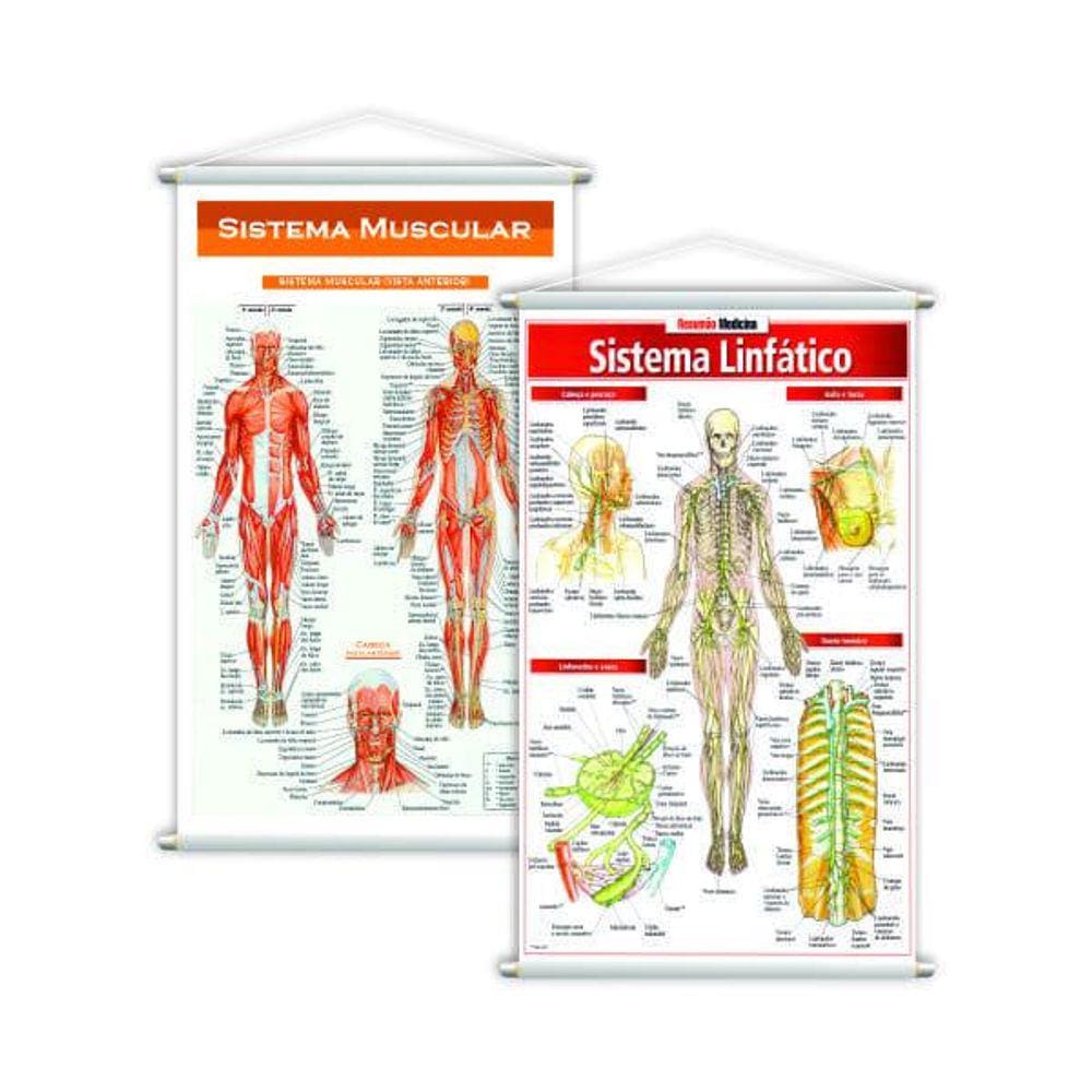 Sistema Linfático + Sistema Muscular Kit 2 Banners 80X50Cm