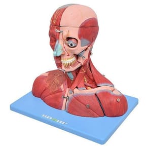 Cabeça,Pescoço Com Parte Do Tronco Musculado E Cérebro