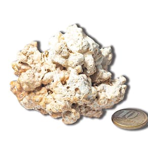 Coral Marinho Branco Grande Bruto Natural Para Coleção