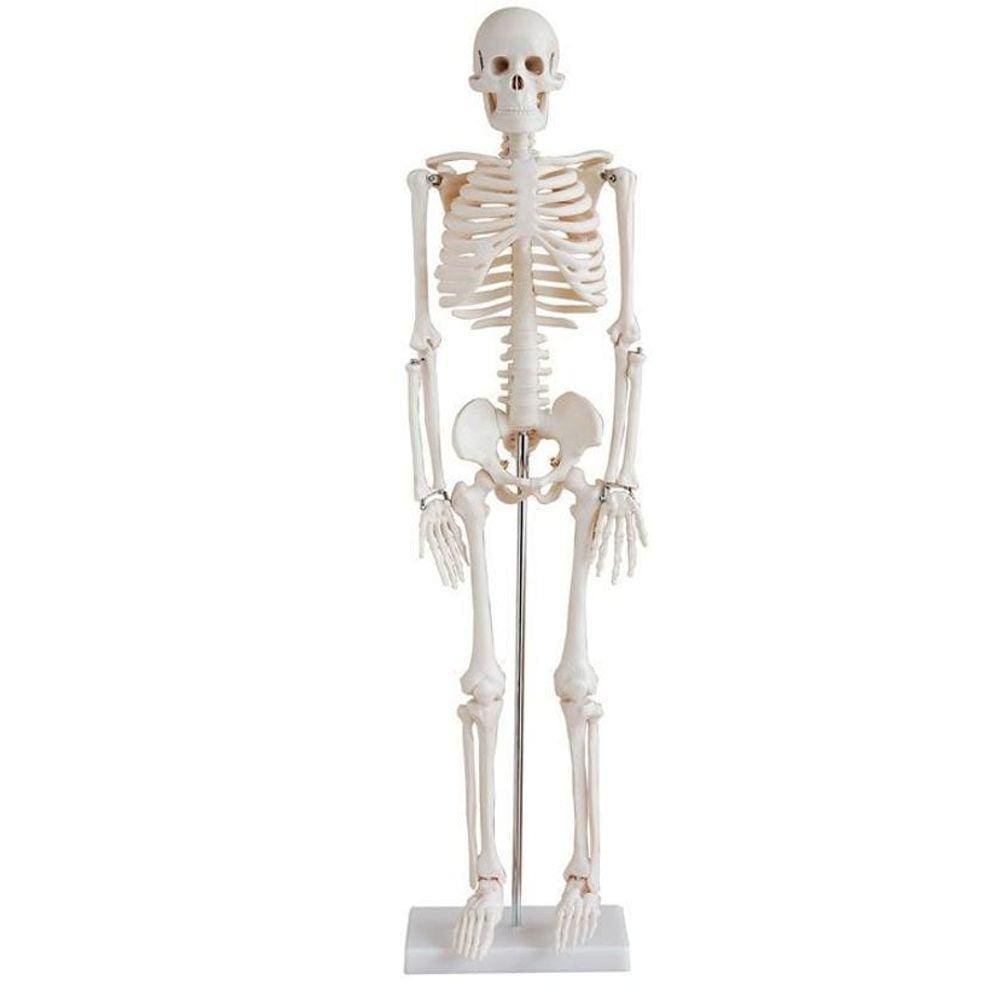 Esqueleto Humano Articulado De 85 Cm De Altura Com Suporte
