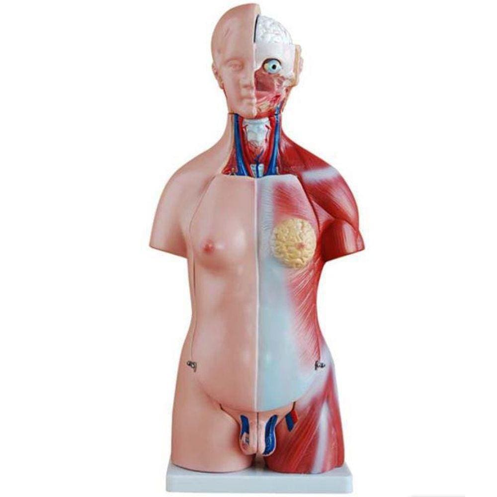 Torso Humano Bissexual 45 Cm Abertura Nas Costa Em 25 Partes