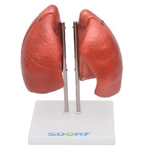 Pulmão Segmentado Humano 4 Partes, Anatomia