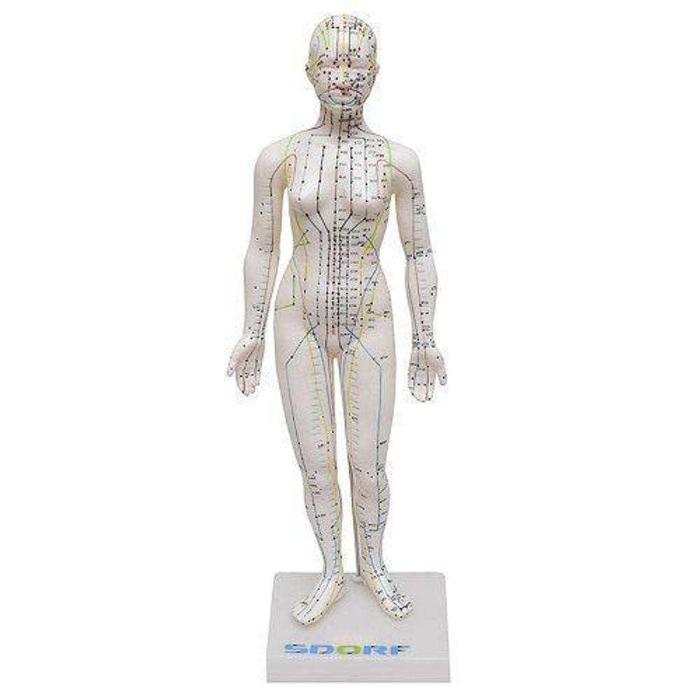 Manequim Acupuntura Feminino De 50 Cm