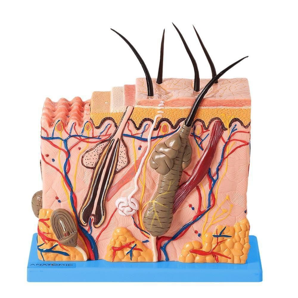Corte De Pele  Modelo Em Bloco Ampliado 70X