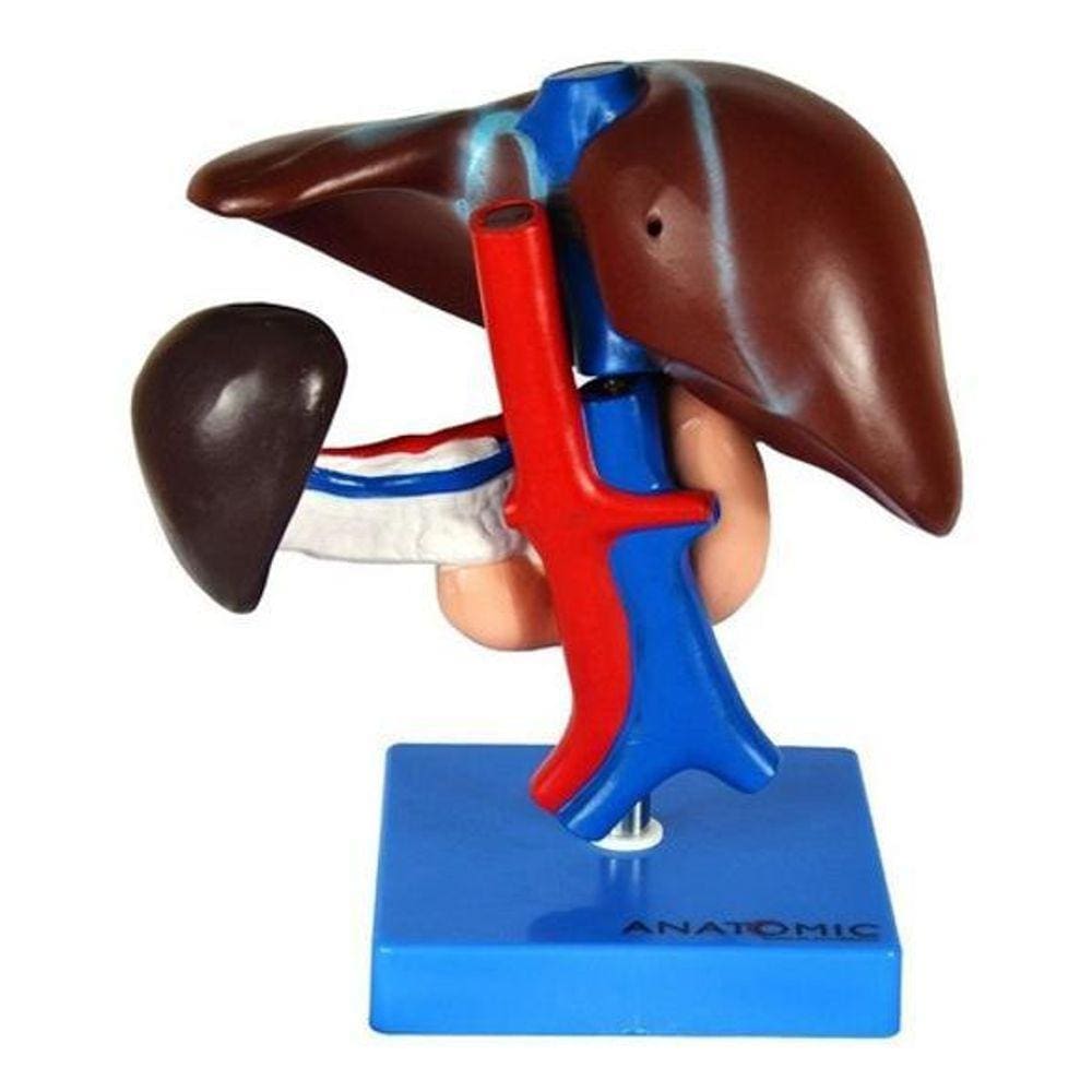 Figado, Vesícula Biliar, Pâncreas E Duodeno, Anatomia