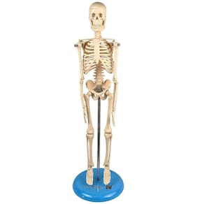 Esqueleto 45 Cm + Torso Humano De 28 Cm 14 Partes