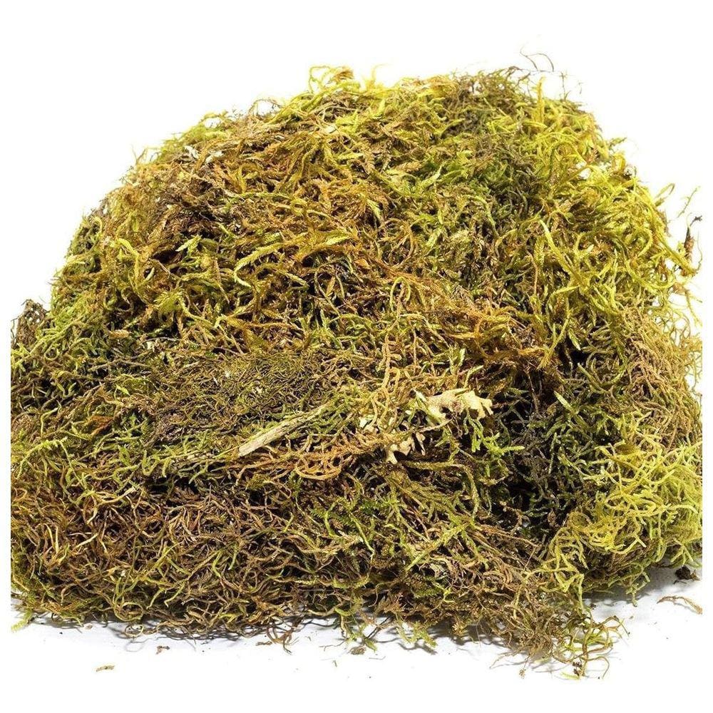 750G Musgo Verde Desidratadas Decoração Arranjos Flores