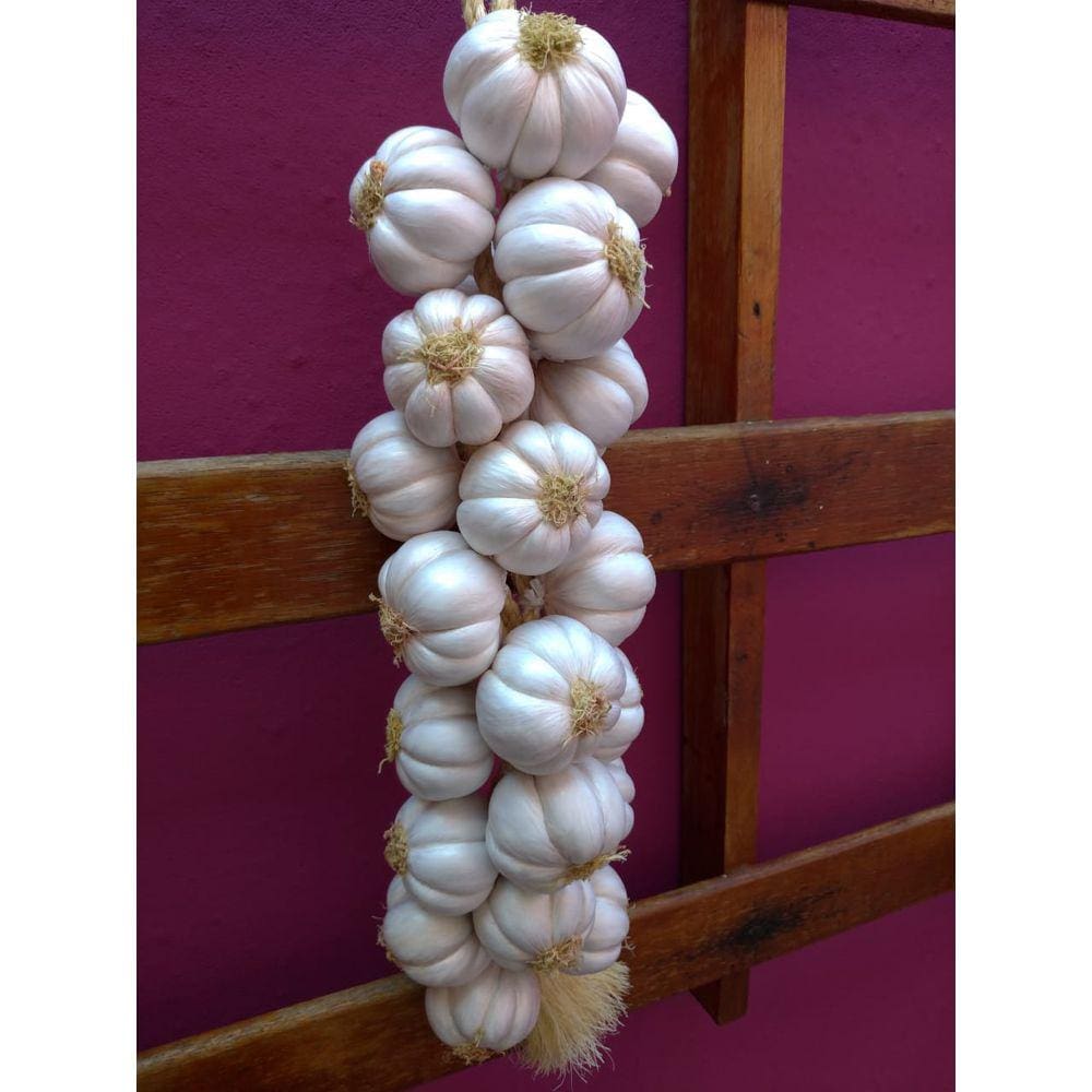 Restia ou Trança Grande de Alho Branco Artificia para Decoração